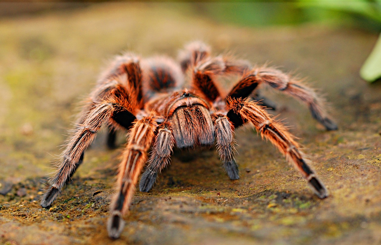 Tarantula Goliat – caracteristici