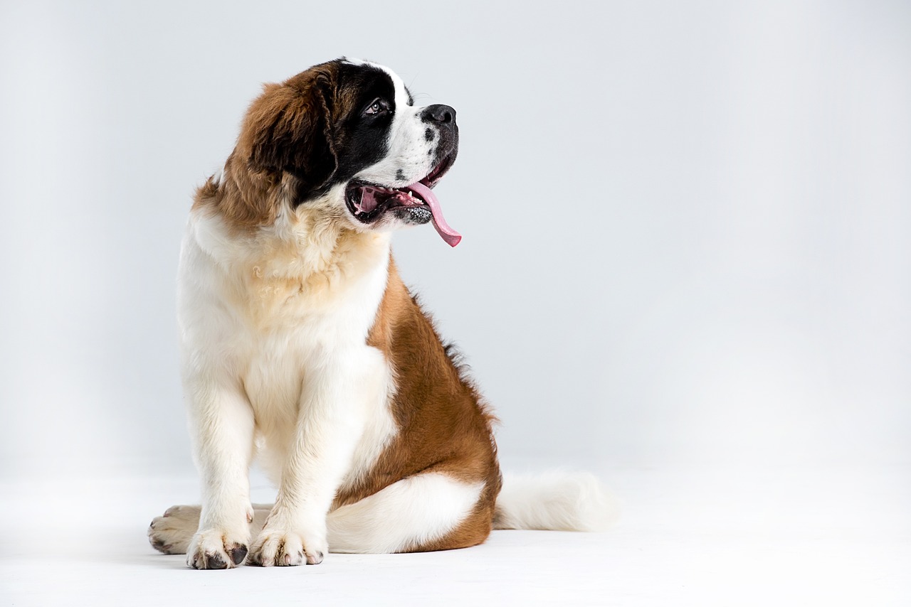 Saint Bernard: un câine gigant, blând și devotat