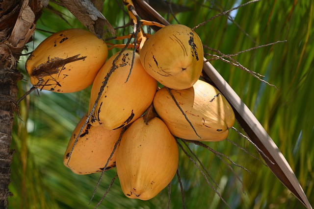 Descoperă cele mai bune modalități de a consuma lapte de cocos